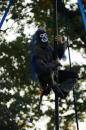 zoo legende roi singe 017 * 2848 x 4272 * (4.06MB)